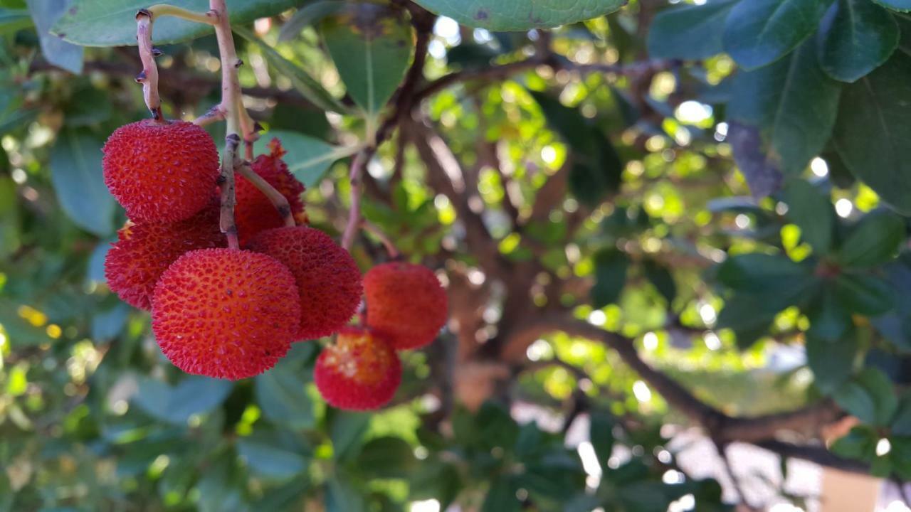 El Jardin De La Abuela Βίλα Γρανάδα Εξωτερικό φωτογραφία